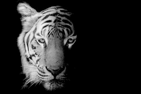 上班族想学英语!深圳在线学英语哪家强?